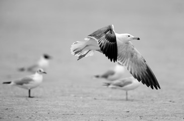 Lesser Black-backed Gull Juvenile flying, Bahrain