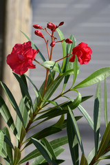 oleander in spring garden, nerium oleander poisonous plant in bloom