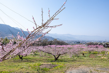 山梨県 甲州平野に広がる桃の花