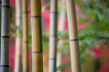 竹と紅葉　秋イメージ