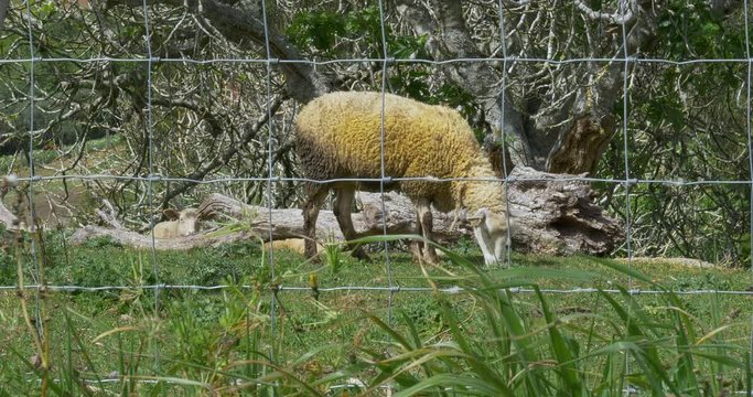 A sheep eating grass behind a fence.