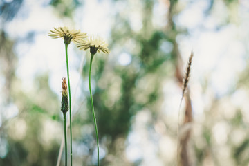 Two field flowers against blurred background with retro analog filter