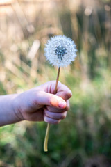 Child hand holding dandelion with shallow focus on blurred background