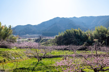 Fototapeta na wymiar 山梨県 甲州平野に広がる桃の花