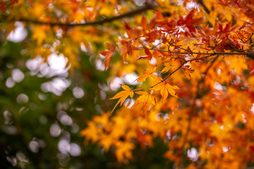 紅葉　秋イメージ