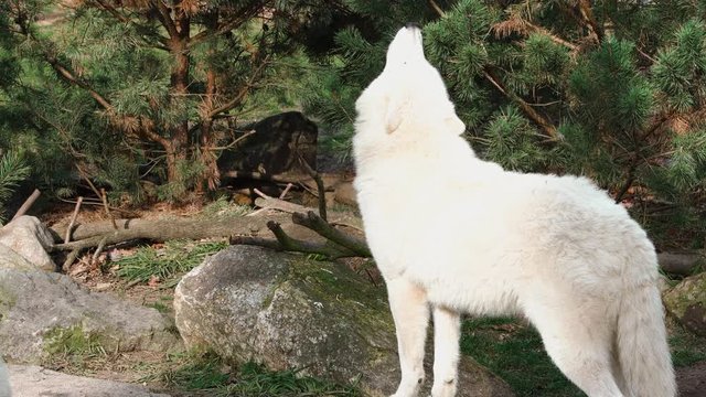 A wolf howls in the Zoo of Berlin - he is waiting for his food and talk to other wolves. An impressive picture of the wolf normally only seen like this in the nature - Three - High quality shot