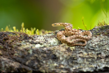 Senticolis triaspis, also known as the green rat snake. The species is endemic to Central America, Mexico, southern Arizona, and southern New Mexico. 