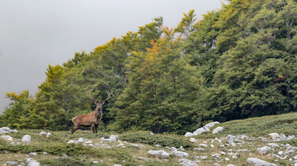 The mighty Red deer in mountain region (Cervus elaphus)
