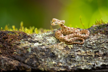 Senticolis triaspis, also known as the green rat snake. The species is endemic to Central America, Mexico, southern Arizona, and southern New Mexico. 