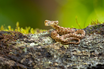 Senticolis triaspis, also known as the green rat snake. The species is endemic to Central America, Mexico, southern Arizona, and southern New Mexico. 