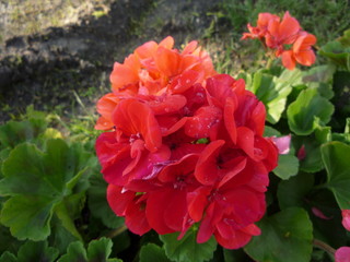 red and yellow flowers