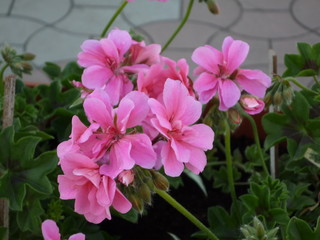 pink flowers in the garden