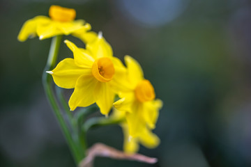 水仙の花　初春イメージ