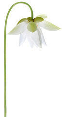 tige blanche de lotus sur fond blanc 