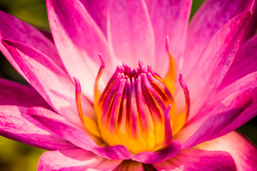 Pink lotus   in pond  , outdoor Chiangmai Thailand