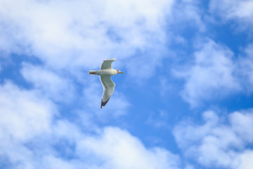 Sea gull in flight on a blue sky