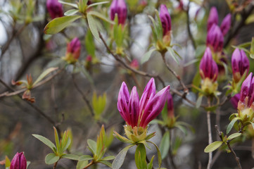Fototapeta premium sprout of flower on the outdoor