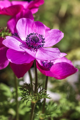 アネモネの花　春イメージ