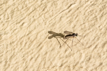 Isolated mosquito on an ocher background Located on the wall of an urban garden