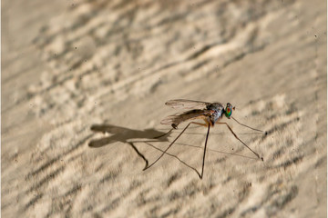 Isolated mosquito on an ocher background Located on the wall of an urban garden