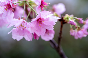 桜の花　春イメージ