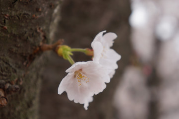 sprout of flower on the outdoor