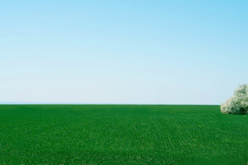 Spring green field against the blue sky