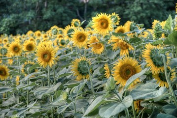 絶景ひまわり畑  Japan's sunflower ヒマワリ 向日葵 夏 お花 綺麗 千葉 船橋