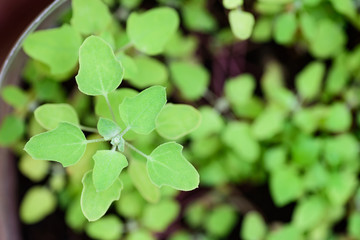 Young quinoa plant with green leaf growing in organic vegetable garden