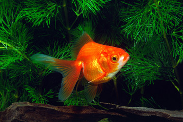 金魚　リュウキン