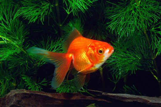 金魚　リュウキン