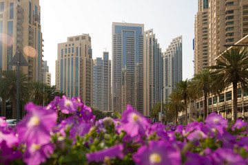 Bright purple flowers on a background of the city. A flower bed with beautiful urban flowers on the background of tall buildings and houses.