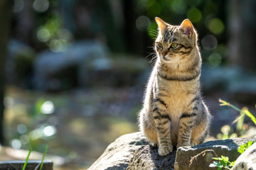 野良猫のポートレート