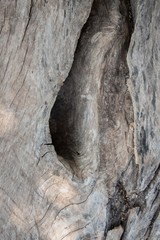 Obraz premium Dry log in Thailand ,