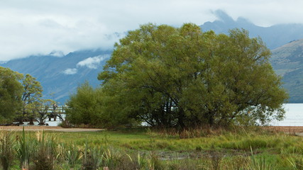 Trees at the shore of Lake Wakatipu in Glenorchy,Otago on South Island of New Zealand
