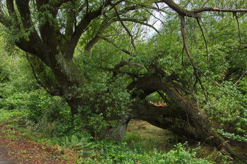 Trees at Glenorchy Walkway in Glenorchy,Otago on South Island of New Zealand
