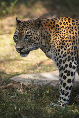hunting cheetah sharp eyes in wild 