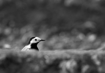 White wagtail at Buri farm, Bahrain