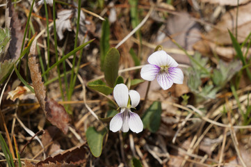 wild flower on the outdoor