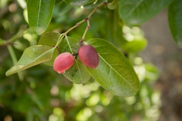 Natural fruit in Thailand