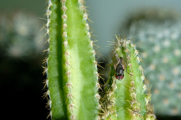 macro Fly On the cactus