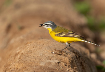 Western Yellow Wagtail with a catch at Buri Farm, Bahrain