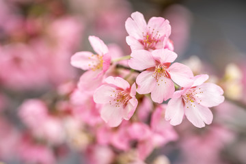 Fototapeta na wymiar 桜の花　春イメージ