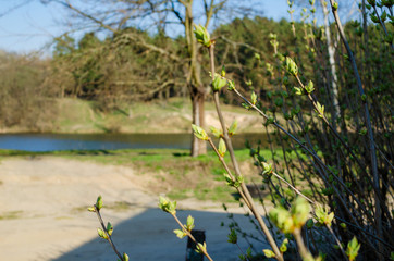 Spring landscape. Green buds, branches, lake and forest view