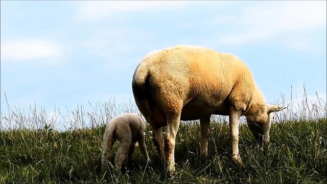 ewe and lamb  grazing on  meadow
