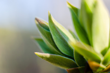 green buds in spring, green branch, close-up, macro scale