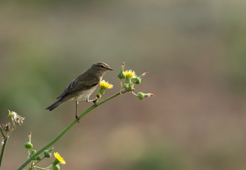 Common Chiffchaff and yellow flowers at Buri farm, Bahrain