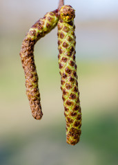 Birch buds in spring, close-up, macro
