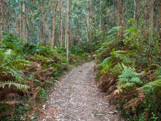 Fototapeta na wymiar Path through an eucalyptus forest on the way from Cedeira to the Robaleira Lighthouse, Rias Altas, Galicia, Spain