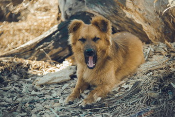 A funny red dog yawns on the dead grass